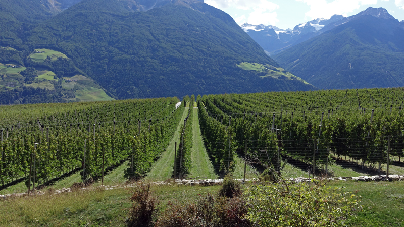 2017-09-07_141910 trentino-suedtirol-2017.jpg - Oberes Etschtal zwischen Allitz und Kortsch